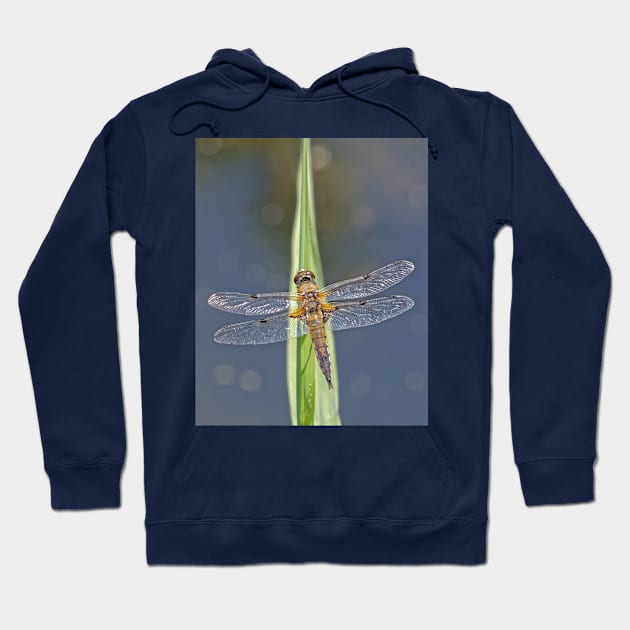 Dragonfly resting 2 Hoodie by mbangert